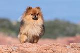 SPITZ ALLEMAND 345